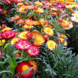 Tall Strawflower Mix Seeds - Everlasting Flower for Cut Dried Bouquets, Drought Tolerant, Full Sun, Easy Grow Annual