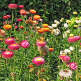 Tall Strawflower Mix Seeds - Everlasting Flower for Cut Dried Bouquets, Drought Tolerant, Full Sun, Easy Grow Annual