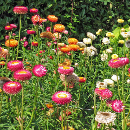 Tall Strawflower Mix Seeds - Everlasting Flower for Cut Dried Bouquets, Drought Tolerant, Full Sun, Easy Grow Annual