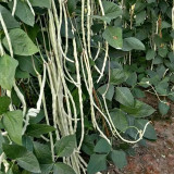 'Zhengjiang Yinshuai' Cowpea Seeds - Silver-White Pods, Easy to Grow, Thick Flesh, High-Yield, Continuous Pod-Setting