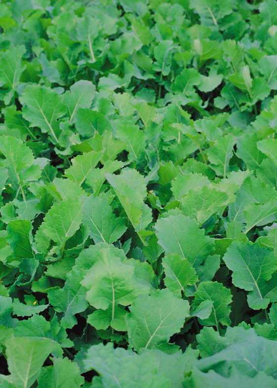 Dwarf Essex Rape Seed - Turnip & Kale Hybrid, Delicious Edible Leafy Greens & Farm Cover Crop