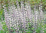 White Wild False Indigo Seeds Baptisia Alba Native Perennial Wildflower Nitrogen Fixing Drought Tolerant