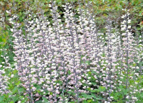 White Wild False Indigo Seeds Baptisia Alba Native Perennial Wildflower Nitrogen Fixing Drought Tolerant