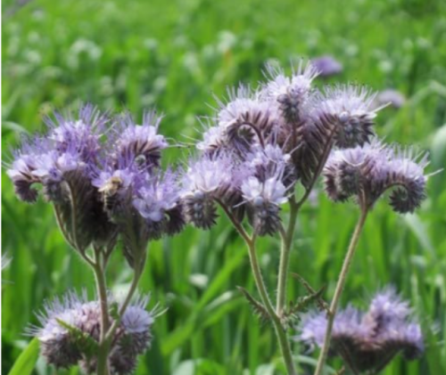 Lacy Phacelia (Phacelia Tanacetifolia) Seeds | Pollinator Friendly Cover Crop & Ornamental Flower
