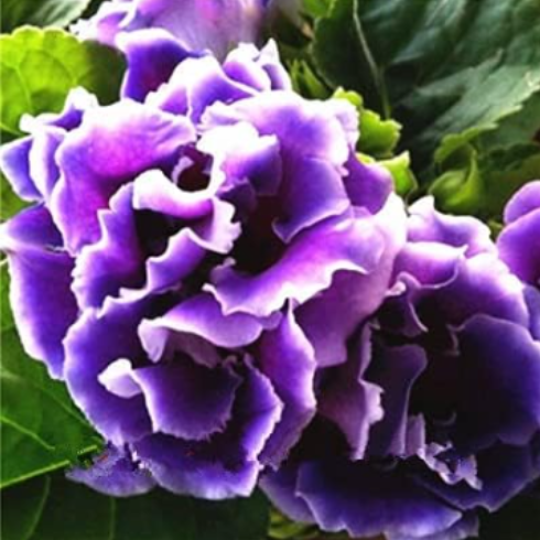 Gloxinia Flower Seeds | Double Purple Ruffled Sinningia Speciosa | Easy Grow Perennial Garden Plant