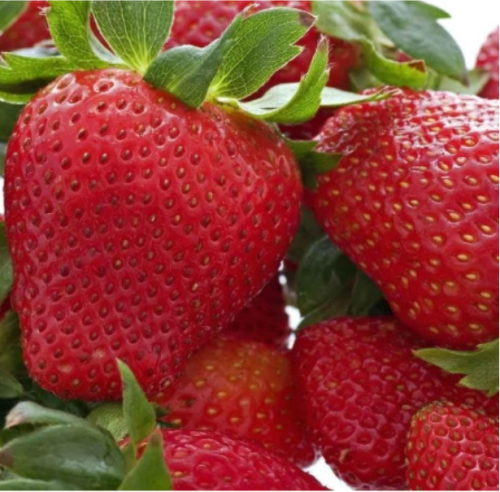 12 Honeoye Strawberry Bare Root Plants | Excellent Flavor | Hardy Zones 4-8 | High-Yield Garden