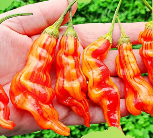 Sugar Rush Stripey Pepper Seeds | Rare Striped Sweet Heat Chili | Easy to Grow Ornamental Edible Garden Plant