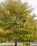 American Basswood Linden Tree Seeds - Tilia americana Hardy Honey Source Shade Tree for Garden Planting
