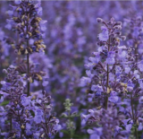 Nepeta Racemosa Select Seeds | Persian Dwarf Catmint Hardy Perennial Flower | Pollinator Friendly