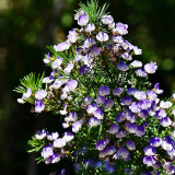 Feather-leaved Psoralea Seeds – Beautiful dense blooms, lightly scented, multipurpose, and perfect for gardeners of all levels