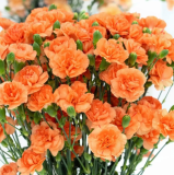 Orange Carnation Seeds, Dianthus Caryophyllus Chabaud, Fragrant Ruffled Double Blooms, Perennial & Biennial Garden Flower