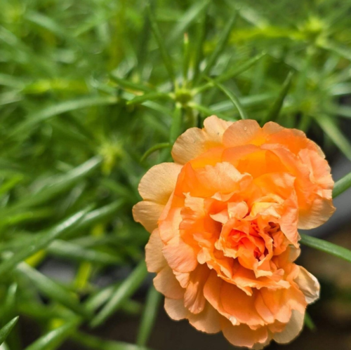Orange Carnation Seeds, Dianthus Caryophyllus Chabaud, Fragrant Ruffled Double Blooms, Perennial & Biennial Garden Flower