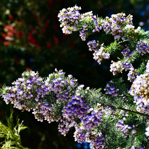 Feather-leaved Psoralea Seeds – Beautiful dense blooms, lightly scented, multipurpose, and perfect for gardeners of all levels