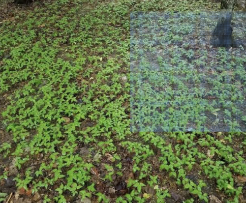 American Ginseng Seeds for Forest Rewild Native Sang