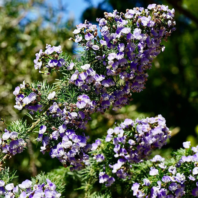 Feather-leaved Psoralea Seeds – Beautiful dense blooms, lightly scented, multipurpose, and perfect for gardeners of all levels