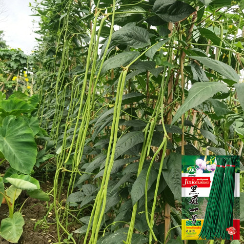 Heimei No. 1 Cowpea Seeds – Extra-long pods, early-maturing, high-yielding, easy to grow, and ideal for home gardening