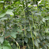 Heimei No. 1 Cowpea Seeds – Extra-long pods, early-maturing, high-yielding, easy to grow, and ideal for home gardening