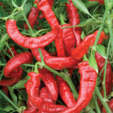 Jimmy Nardello Sweet Pepper Seeds | Rich Flavor, Thin Skin, High Yield, Adaptable for Frying & Drying