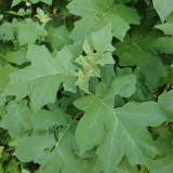 Turkey Berry Seeds - Solanum torvum Swartz, Ornamental Evergreen Shrub with Yellow Fruit, Versatile Rootstock