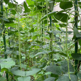 Heimei No. 1 Cowpea Seeds – Extra-long pods, early-maturing, high-yielding, easy to grow, and ideal for home gardening