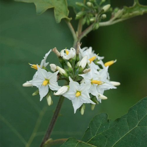 Turkey Berry Seeds - Solanum torvum Swartz, Ornamental Evergreen Shrub with Yellow Fruit, Versatile Rootstock