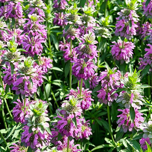Lemon Mint Seeds – Brightly coloured, long-flowering, easy to grow, perfect for balconies, gardens, and indoor décor