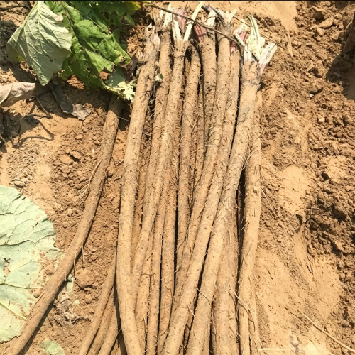 Longzhong Burdock Seeds – Easy to Grow, with Edible & Medicinal Value, Suitable for Commercial and Home Planting