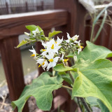 Turkey Berry Seeds - Solanum torvum Swartz, Ornamental Evergreen Shrub with Yellow Fruit, Versatile Rootstock