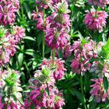 Lemon Mint Seeds – Brightly coloured, long-flowering, easy to grow, perfect for balconies, gardens, and indoor décor