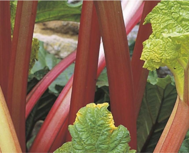 Victoria Rhubarb Seeds, Perennial Edible Garden Vegetable