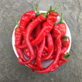 Jimmy Nardello Sweet Pepper Seeds | Rich Flavor, Thin Skin, High Yield, Adaptable for Frying & Drying