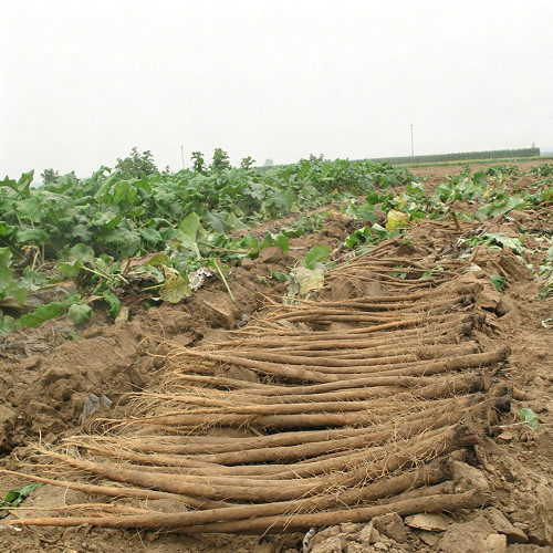 Longzhong Burdock Seeds – Easy to Grow, with Edible & Medicinal Value, Suitable for Commercial and Home Planting
