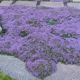 Creeping Thyme Seeds – Drought-Tolerant Perennial with Pink-Purple Flowers, Easy to Grow for Borders & Rock Gardens