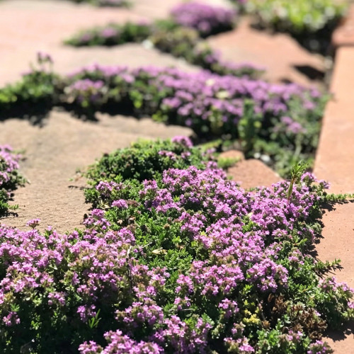 Creeping Thyme Seeds – Drought-Tolerant Perennial with Pink-Purple Flowers, Easy to Grow for Borders & Rock Gardens