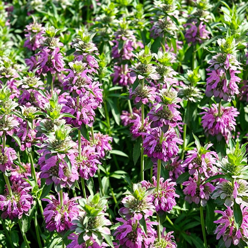 Lemon Mint Seeds – Brightly coloured, long-flowering, easy to grow, perfect for balconies, gardens, and indoor décor