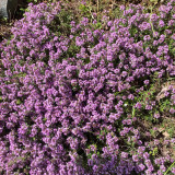 Creeping Thyme Seeds – Drought-Tolerant Perennial with Pink-Purple Flowers, Easy to Grow for Borders & Rock Gardens