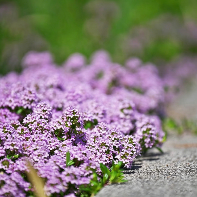 Creeping Thyme Seeds – Drought-Tolerant Perennial with Pink-Purple Flowers, Easy to Grow for Borders & Rock Gardens