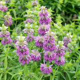 Lemon Mint Seeds – Brightly coloured, long-flowering, easy to grow, perfect for balconies, gardens, and indoor décor