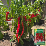 Jimmy Nardello Sweet Pepper Seeds | Rich Flavor, Thin Skin, High Yield, Adaptable for Frying & Drying
