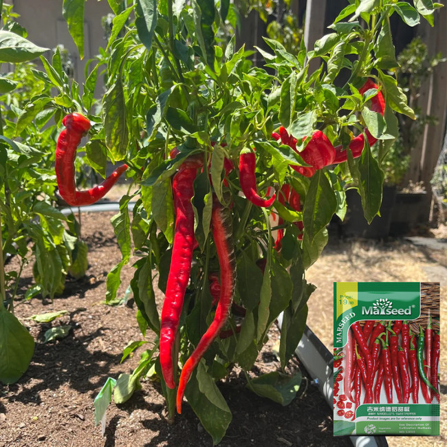 Jimmy Nardello Sweet Pepper Seeds | Rich Flavor, Thin Skin, High Yield, Adaptable for Frying & Drying