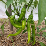 Jimmy Nardello Sweet Pepper Seeds | Rich Flavor, Thin Skin, High Yield, Adaptable for Frying & Drying