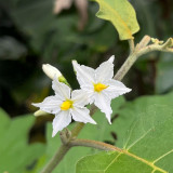 Turkey Berry Seeds - Solanum torvum Swartz, Ornamental Evergreen Shrub with Yellow Fruit, Versatile Rootstock