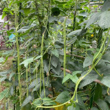 Heimei No. 1 Cowpea Seeds – Extra-long pods, early-maturing, high-yielding, easy to grow, and ideal for home gardening