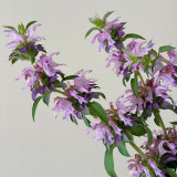 Lemon Mint Seeds – Brightly coloured, long-flowering, easy to grow, perfect for balconies, gardens, and indoor décor