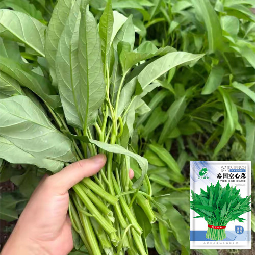 Thai Large Leaf Water Spinach Seeds – Fast Growing, Heat Tolerant, Tender Hollow Stems, Low Fiber, Long Harvest Period