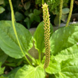 Common Plantain Seeds – Premium Herb, Highly Adaptable, Easy to Grow, Low Maintenance, Edible & Medicinal