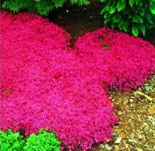 Red Creeping Thyme Seeds – Vibrant Red Perennial Ground Cover, Drought Tolerant Fragrant Herb for Walkway & Garden Border