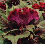 Dracula Celosia Cristata Cockscomb Seeds, Organic USA Sourced Ornamental Flower