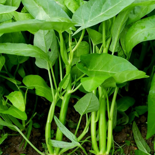 Thai Large Leaf Water Spinach Seeds – Fast Growing, Heat Tolerant, Tender Hollow Stems, Low Fiber, Long Harvest Period
