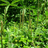 Common Plantain Seeds – Premium Herb, Highly Adaptable, Easy to Grow, Low Maintenance, Edible & Medicinal